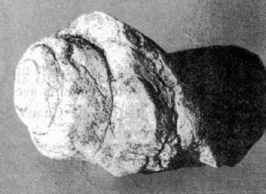 Exemple de symbole abrité dans un monument : l’escargot fossile (Leviathania Santieri) provenant de « La structure aux trois dalles »