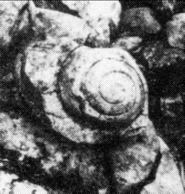 Exemple de symbole abrité dans un monument : l’escargot fossile (Leviathania Santieri) provenant de « La structure aux trois dalles »